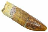 Fossil Sauropod Dinosaur (Titanosaur) Tooth - Morocco #369649-1